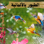 أنواع الطيور وأسماءها باللغة الألمانية