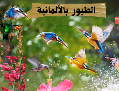 أنواع الطيور وأسماءها باللغة الألمانية