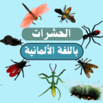 أسماء الحشرات في اللغة الألمانية