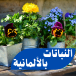 أسماء النباتات باللغة الألمانية