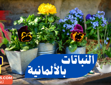 أسماء النباتات باللغة الألمانية