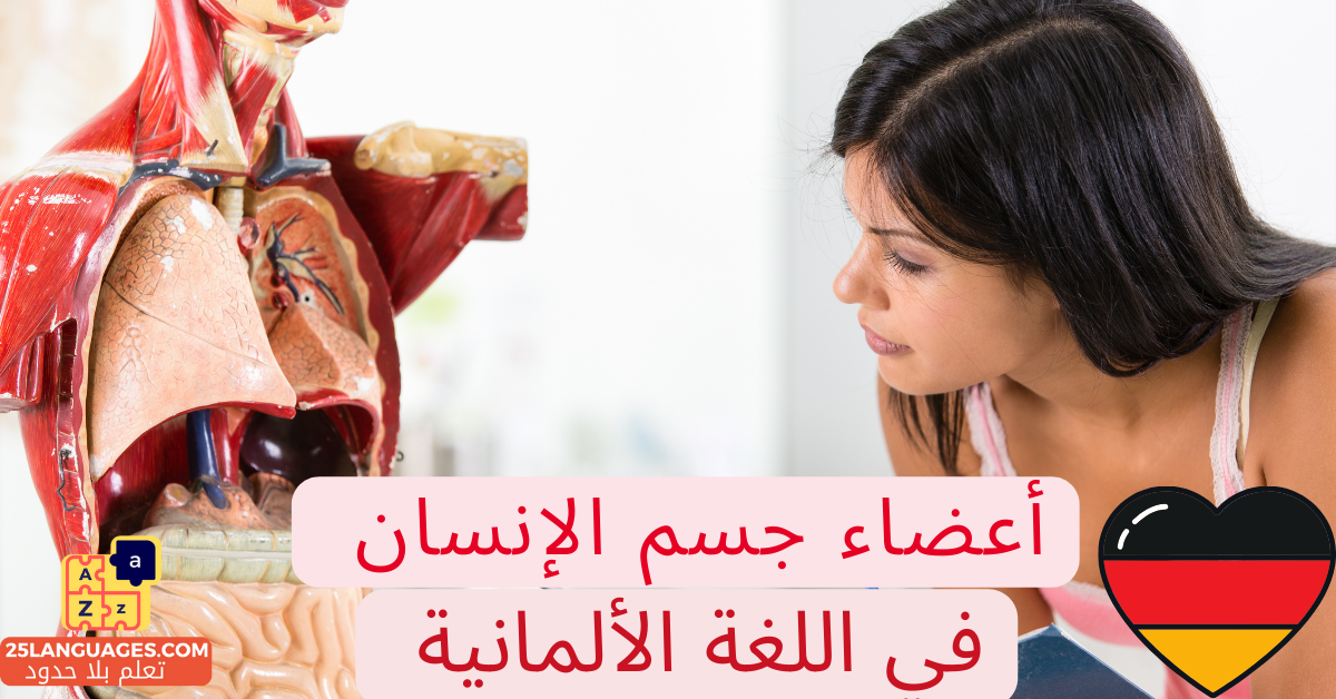 أعضاء جسم الإنسان باللغة الألمانية