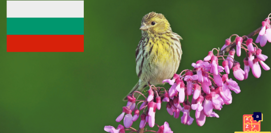 Learn Bulgarian - Birds Names