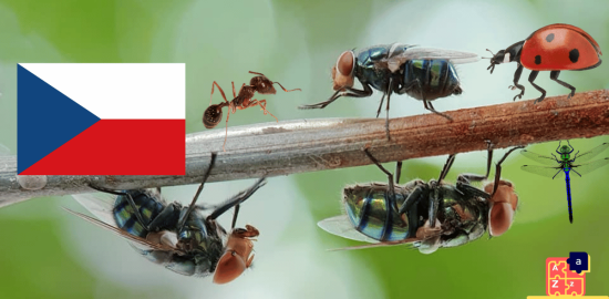 Learn Czech - Insects