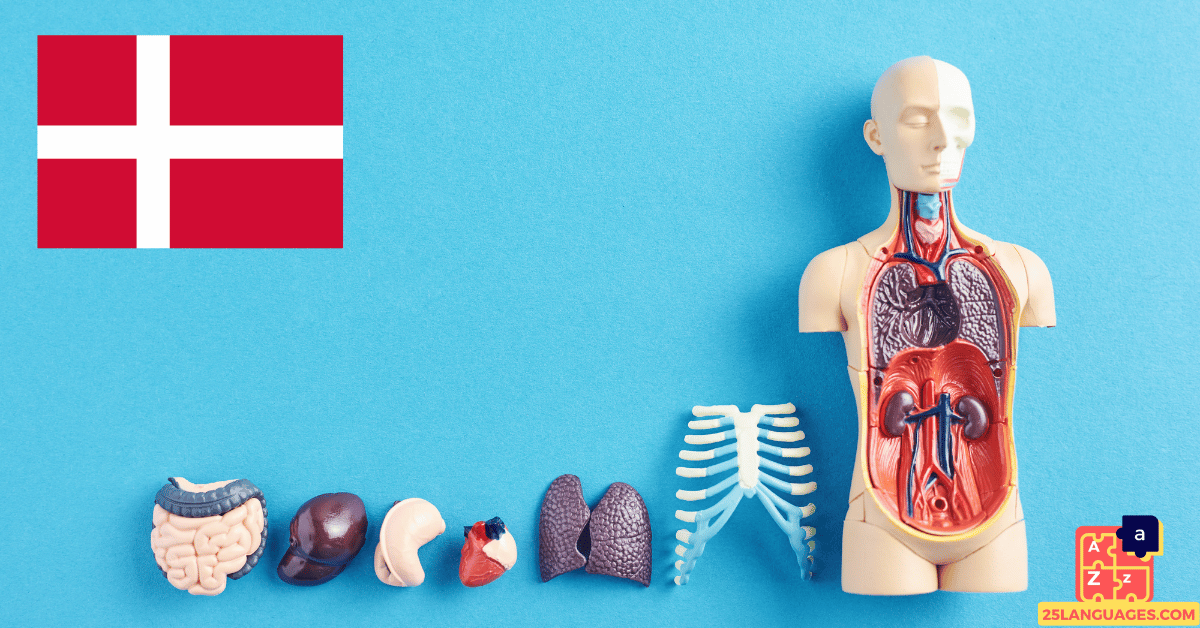 Learn Danish - Human Body Parts