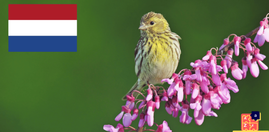 Apprendre le néerlandais - Noms des oiseaux