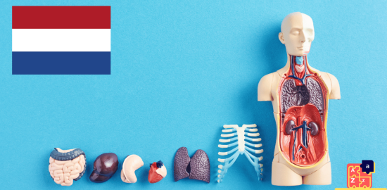 Learn Dutch - Human Body Parts