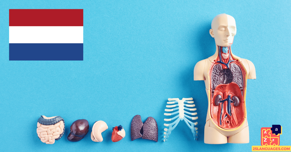 Learn Dutch - Human Body Parts