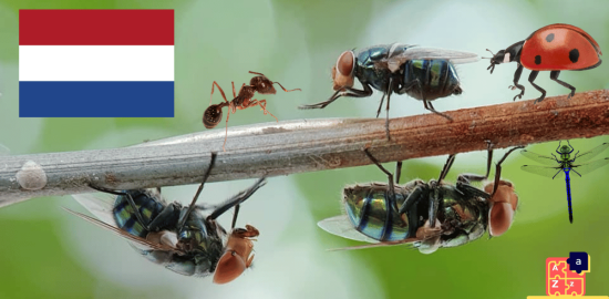 Learn Dutch - Insects