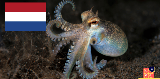 Learn Dutch - Names of Marine Creatures