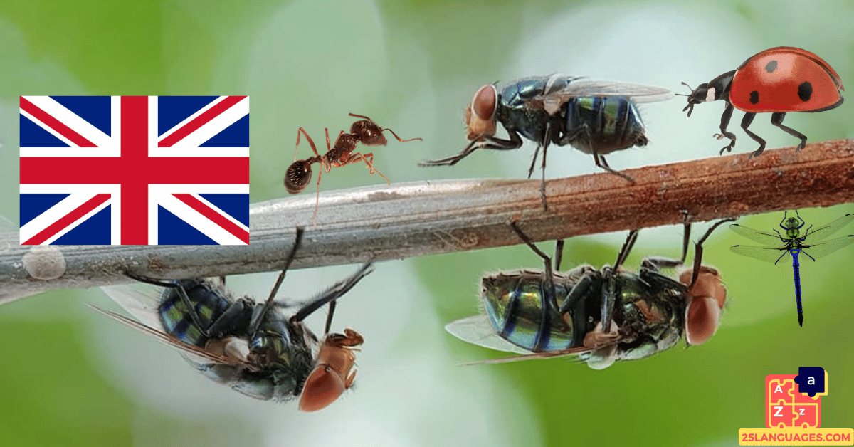 Apprendre l'anglais - Insectes