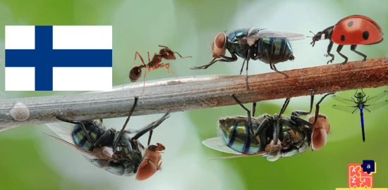 Learn Finnish - Insects