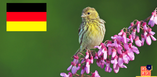 Apprendre l'allemand - Noms des oiseaux