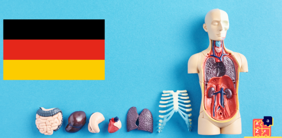 Learn German - Human Body