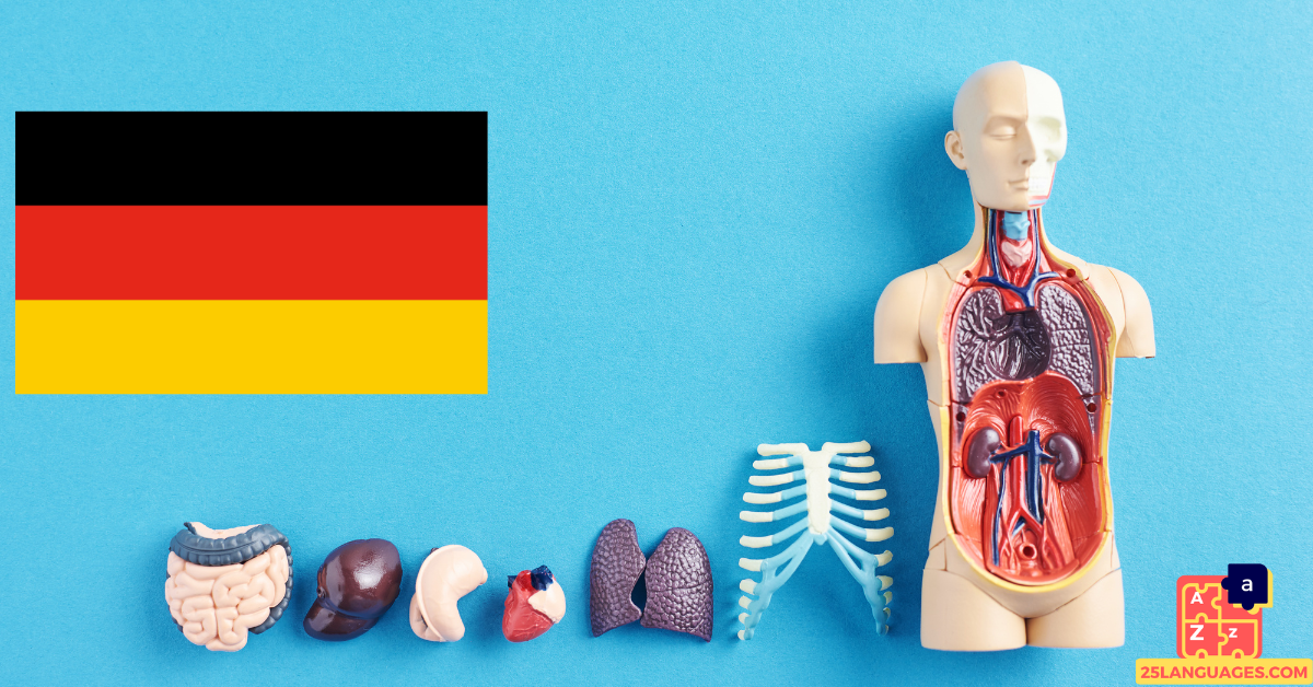 Learn German - Human Body