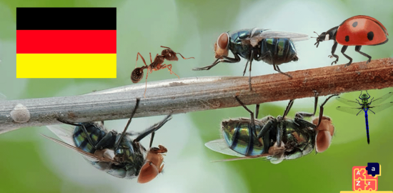 Apprendre l'allemand - Insectes