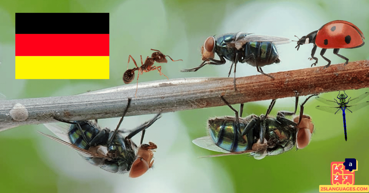 Apprendre l'allemand - Insectes