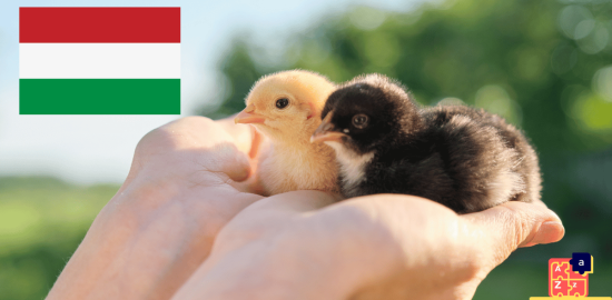 Learn Hungarian - Names of Young Animals