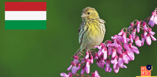 Learn Hungarian - Birds Names