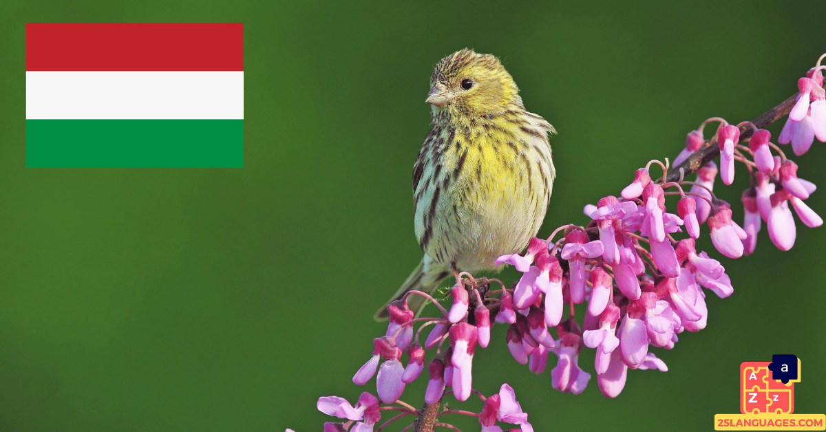 Learn Hungarian - Birds Names