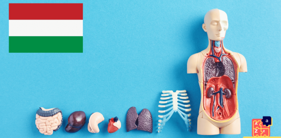 Learn Hungarian - Human Body