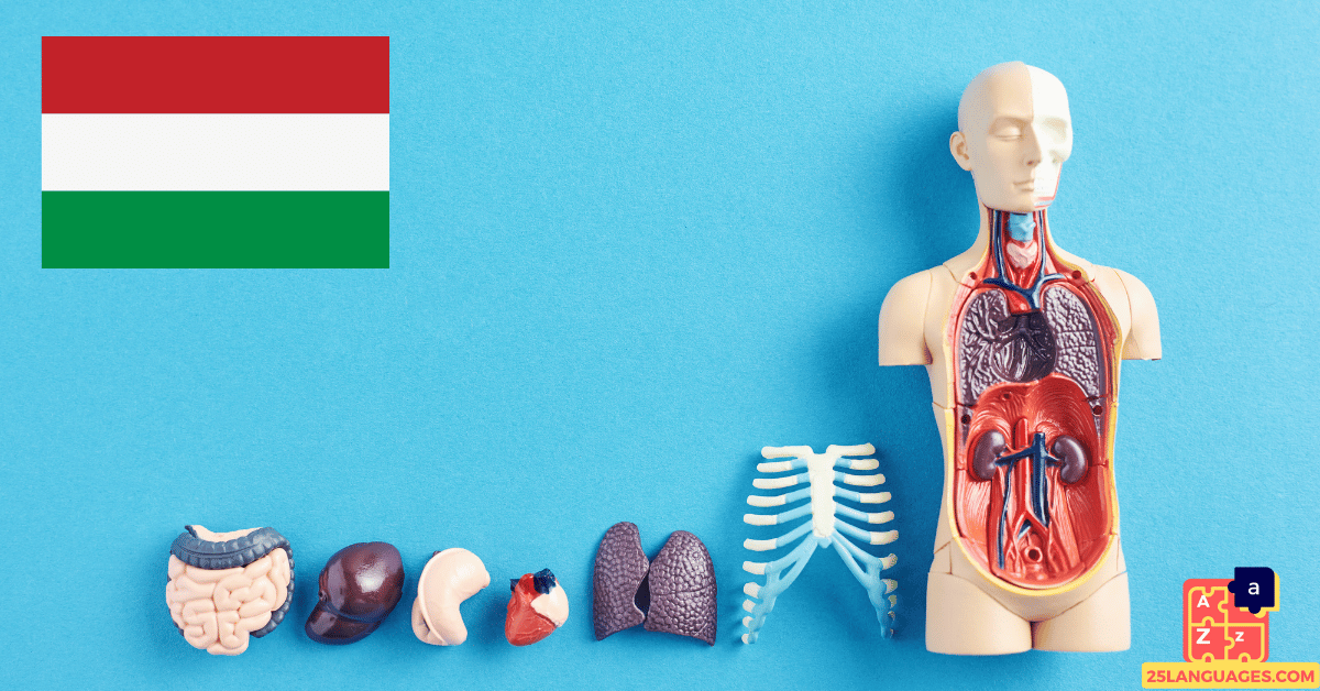 Learn Hungarian - Human Body