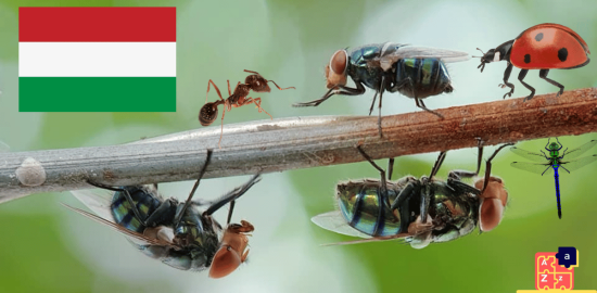 Learn Hungarian - Insects