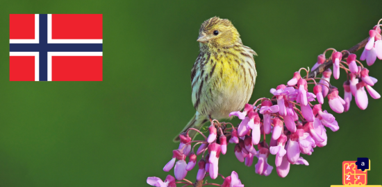 Learn Norwegian - Birds Names