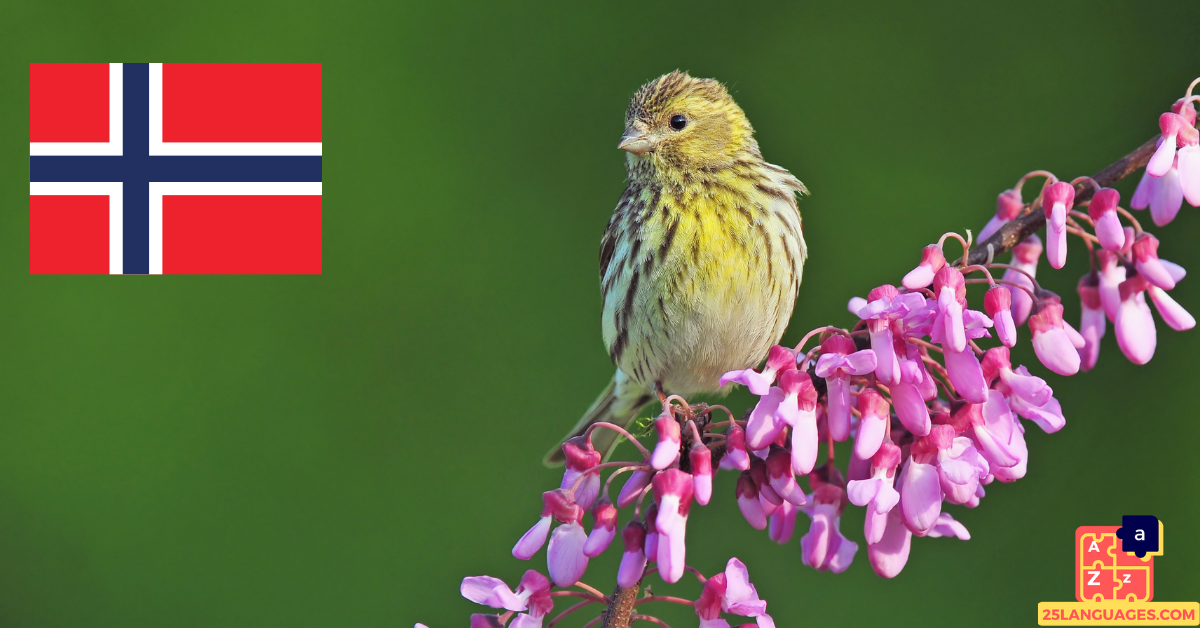 Learn Norwegian - Birds Names