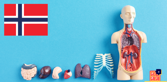 Learn Norwegian - Human Body Parts