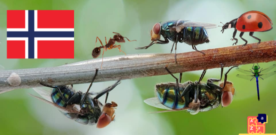 Learn Norwegian - Insects