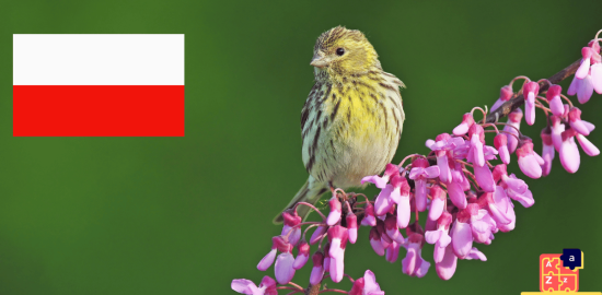 Apprendre le polonais - Noms d'oiseaux