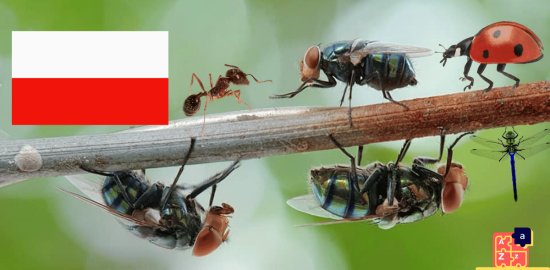 Learn Polish - Insects