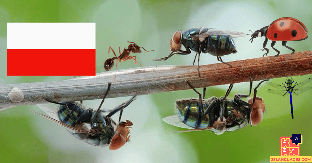 Learn Polish - Insects