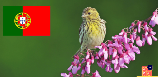 Apprendre le portugais - Noms d'oiseaux