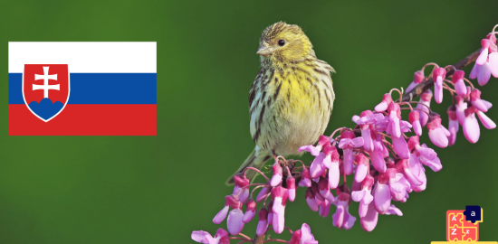 Learn Slovak - Birds Names