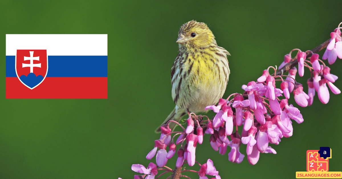 Learn Slovak - Birds Names