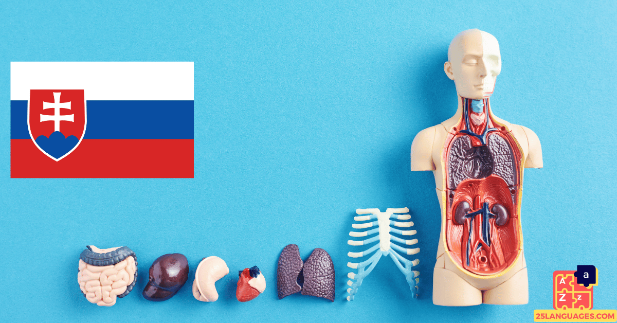 Learn Slovak - Human Body