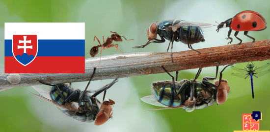 Learn Slovak - Insects