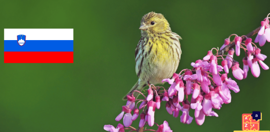 Learn Slovenian - Birds Names