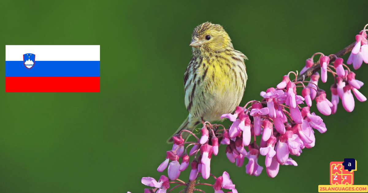 Learn Slovenian - Birds Names