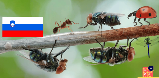 Learn Slovenian - Insects