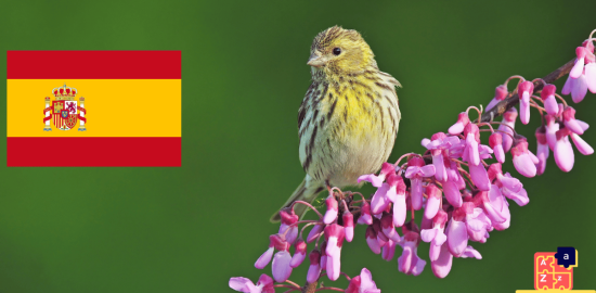 Learn Spanish - Birds Names