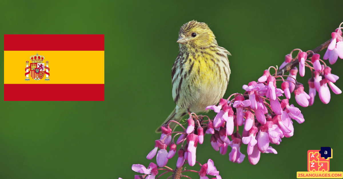 Learn Spanish - Birds Names