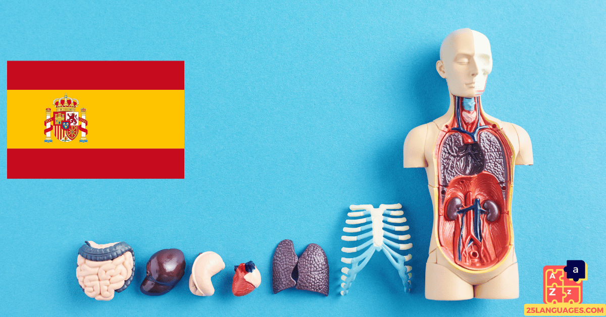 Learn Spanish - Human Body