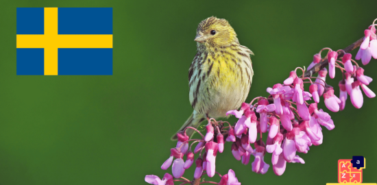 Learn Swedish - Birds Names