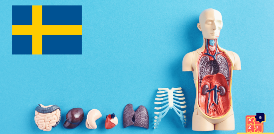 Learn Swedish - Human Body