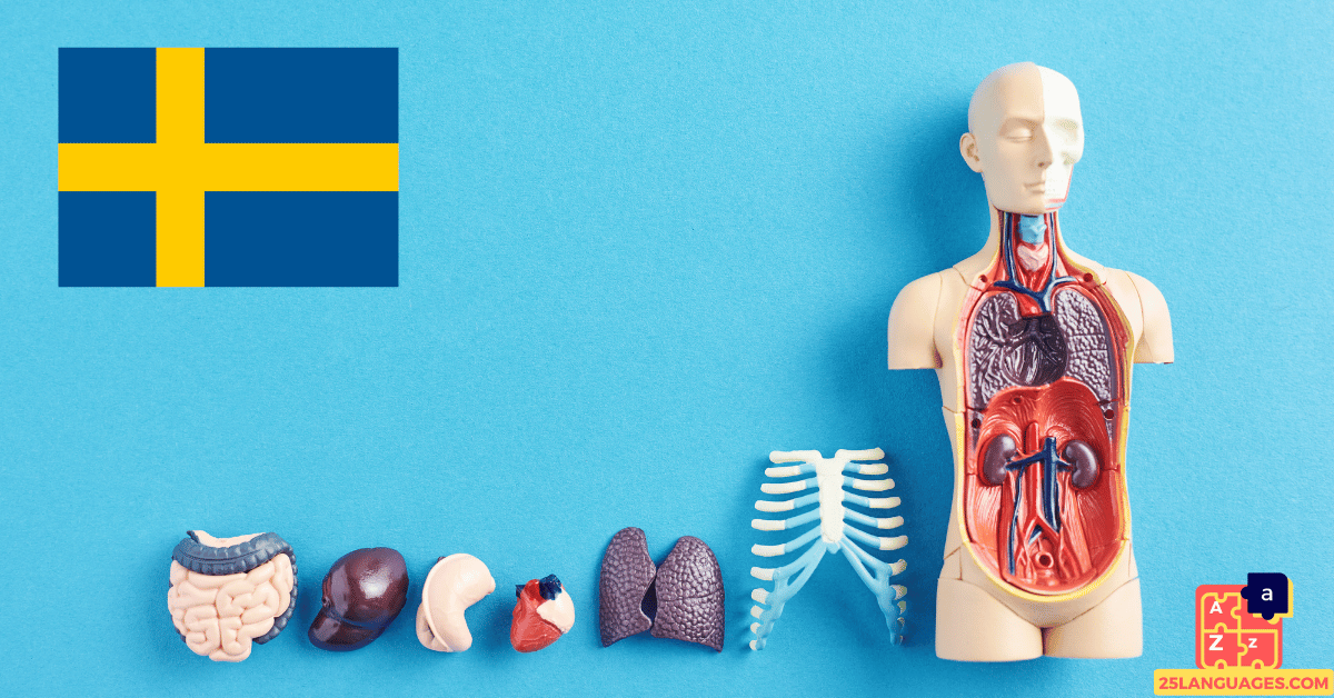 Learn Swedish - Human Body