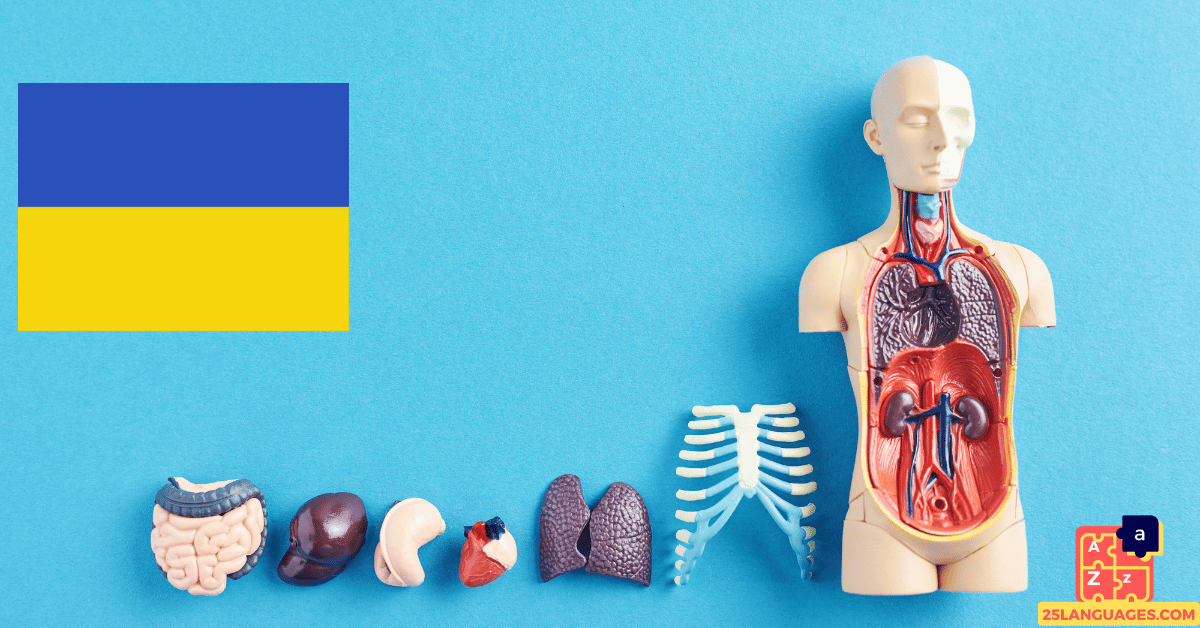 Learn Ukrainian - Human Body