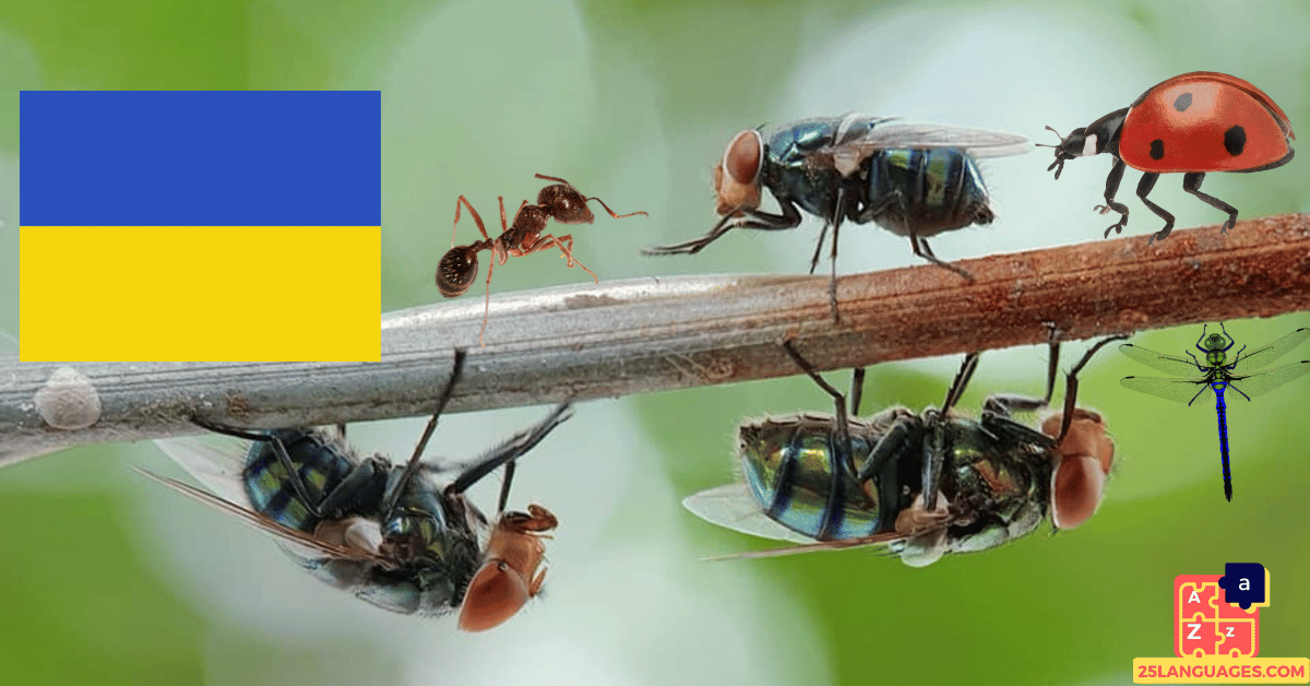 Learn Ukrainian - Insects